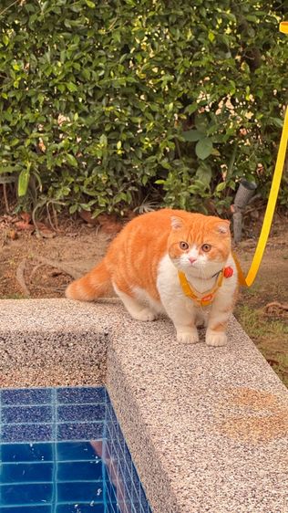 พ่อพันธุ์สก็อตติช รับผสม รูปที่ 2