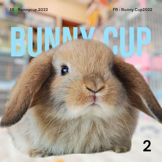 กระต่ายฮอลแลนด์ลอป รูปที่ 2