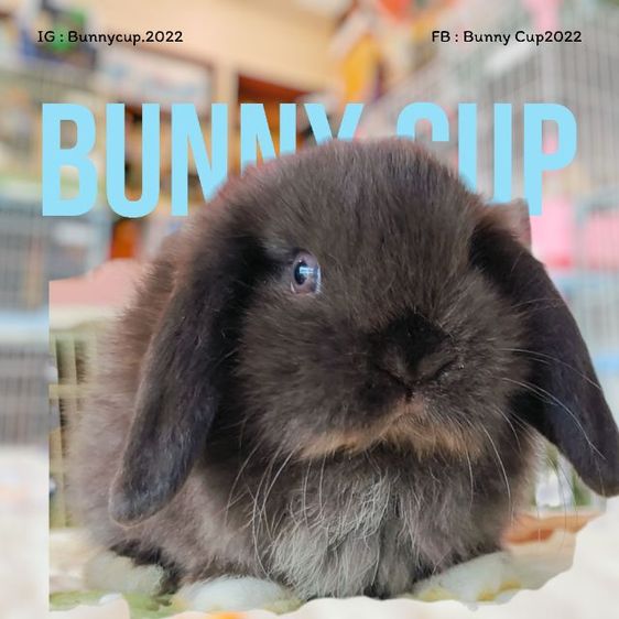 กระต่ายฮอลแลนด์ลอป รูปที่ 14