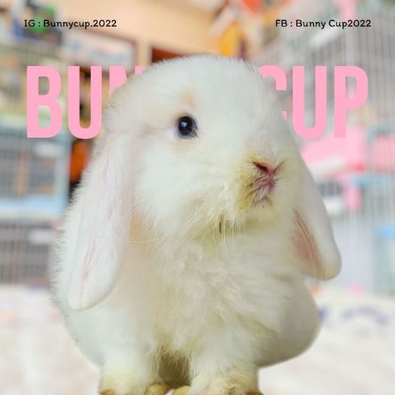 กระต่ายฮอลแลนด์ลอป รูปที่ 13