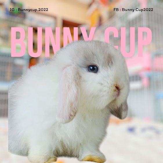 กระต่ายฮอลแลนด์ลอป รูปที่ 15