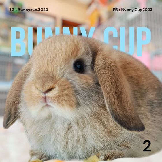 กระต่ายฮอลแลนด์ลอป รูปที่ 5