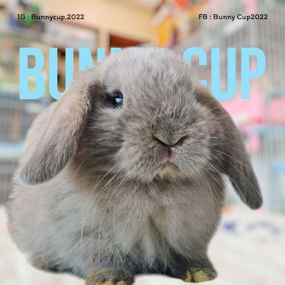 กระต่ายฮอลแลนด์ลอป