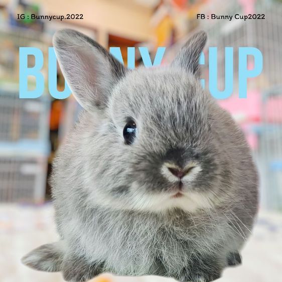 กระต่าย ND รูปที่ 4