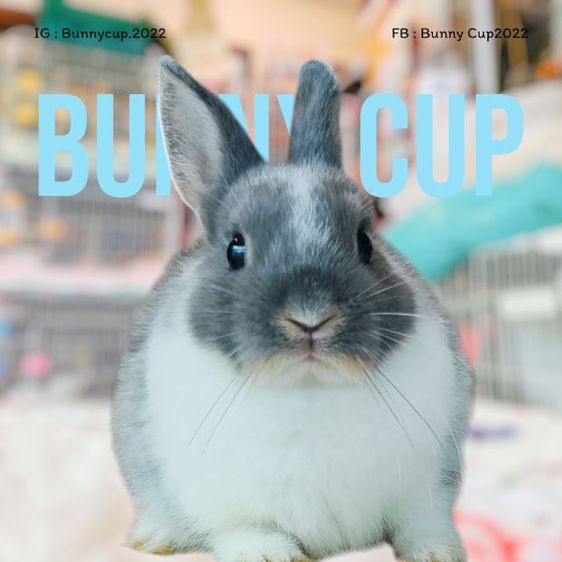 กระต่าย ND รูปที่ 9