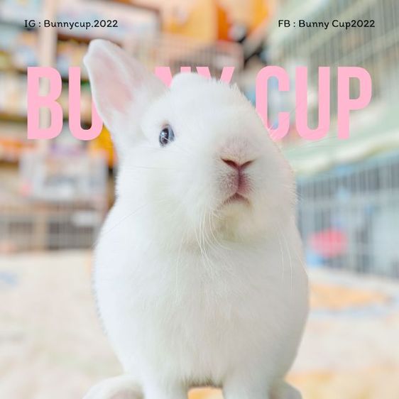 กระต่าย ND รูปที่ 11