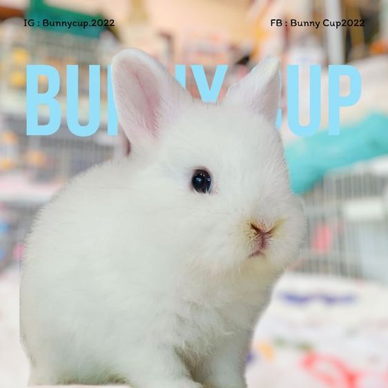 กระต่าย ND รูปที่ 6