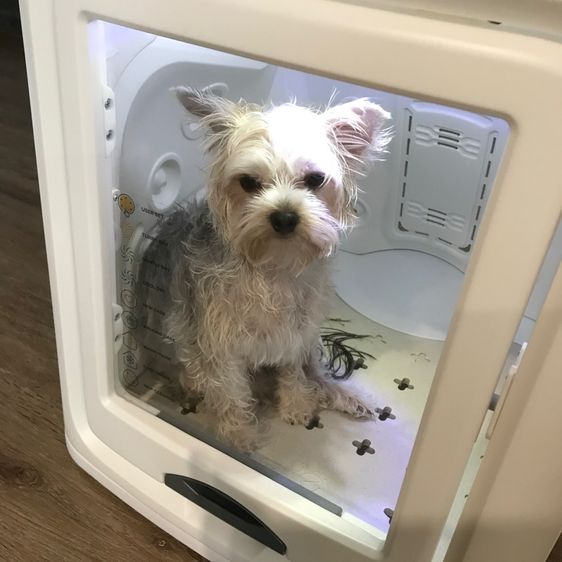 เครื่องเป่าขนสัตว์ Petology DR 100 Pro รูปที่ 3