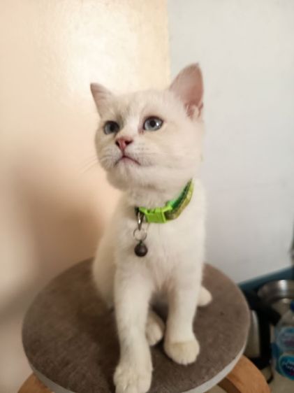 หาบ้านให้น้องแมว พันธุ์บริติชผสมสก็อต