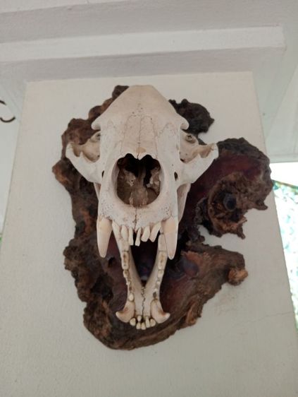 ของแต่งบ้านแท้สภาพเยี่ยมขนาดใหญ่ รูปที่ 9