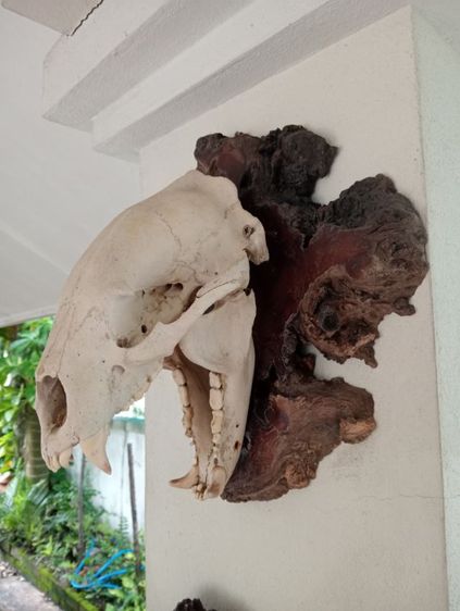 ของแต่งบ้านแท้สภาพเยี่ยมขนาดใหญ่ รูปที่ 16