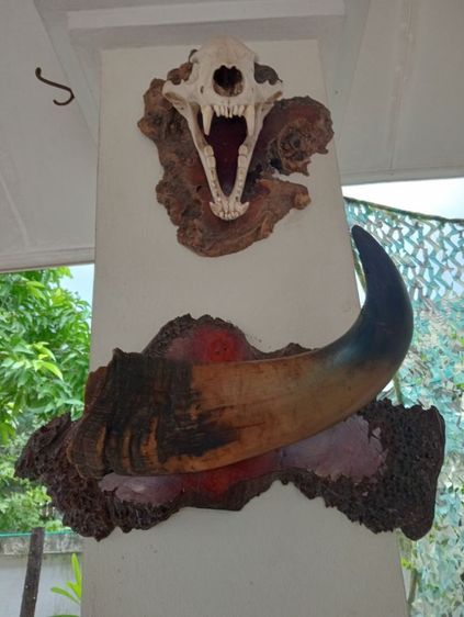 ของแต่งบ้านแท้สภาพเยี่ยมขนาดใหญ่ รูปที่ 13