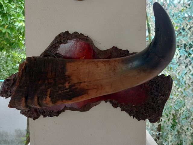 ของแต่งบ้านแท้สภาพเยี่ยมขนาดใหญ่ รูปที่ 7