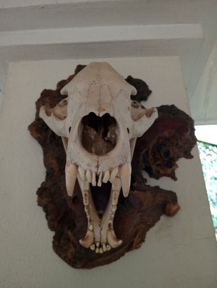 ของแต่งบ้านแท้สภาพเยี่ยมขนาดใหญ่ รูปที่ 14