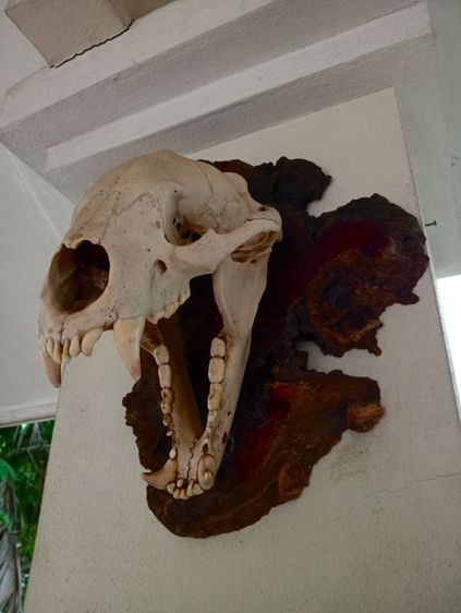 ของแต่งบ้านแท้สภาพเยี่ยมขนาดใหญ่ รูปที่ 5