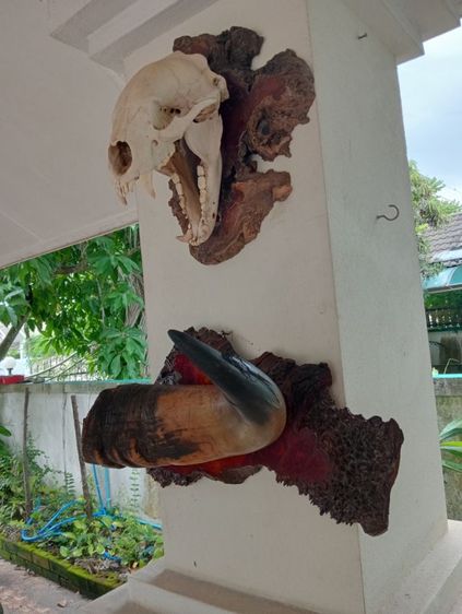 ของแต่งบ้านแท้สภาพเยี่ยมขนาดใหญ่ รูปที่ 11