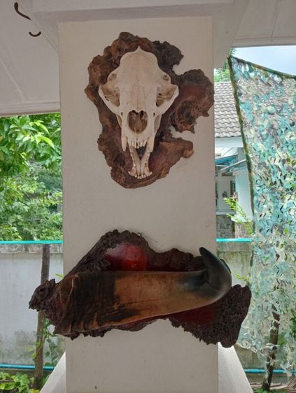 ของแต่งบ้านแท้สภาพเยี่ยมขนาดใหญ่ รูปที่ 17