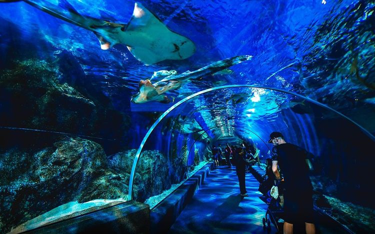 รถล้างสต๊อกจำนวนจำกัด บัตรเข้าชม Sea Life Bangkok สยามพารากอน รูปที่ 6