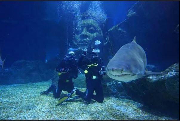 รถล้างสต๊อกจำนวนจำกัด บัตรเข้าชม Sea Life Bangkok สยามพารากอน รูปที่ 11