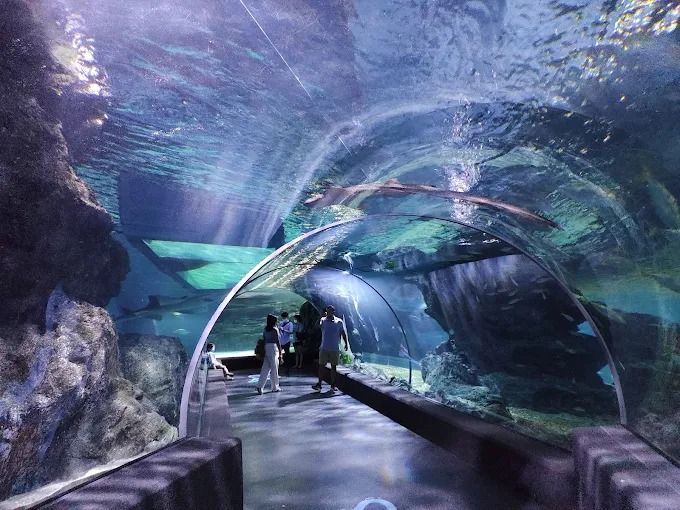 รถล้างสต๊อกจำนวนจำกัด บัตรเข้าชม Sea Life Bangkok สยามพารากอน รูปที่ 8