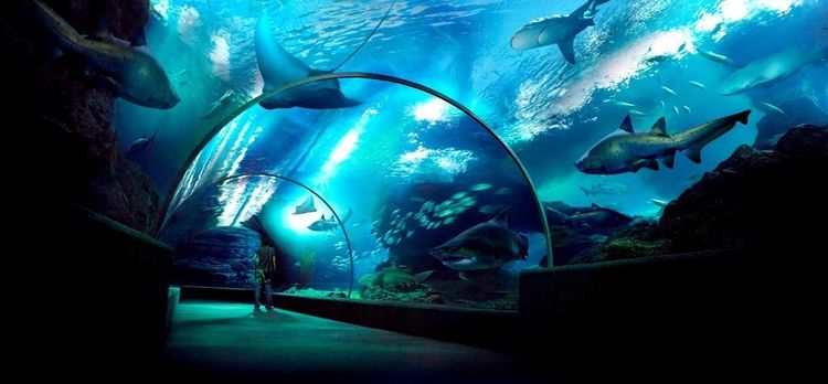 รถล้างสต๊อกจำนวนจำกัด บัตรเข้าชม Sea Life Bangkok สยามพารากอน รูปที่ 12