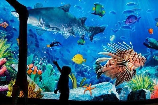 รถล้างสต๊อกจำนวนจำกัด บัตรเข้าชม Sea Life Bangkok สยามพารากอน รูปที่ 3