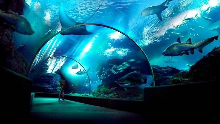 รถล้างสต๊อกจำนวนจำกัด บัตรเข้าชม Sea Life Bangkok สยามพารากอน รูปที่ 7
