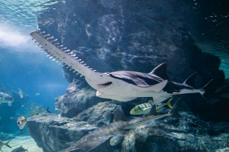 รถล้างสต๊อกจำนวนจำกัด บัตรเข้าชม Sea Life Bangkok สยามพารากอน รูปที่ 5