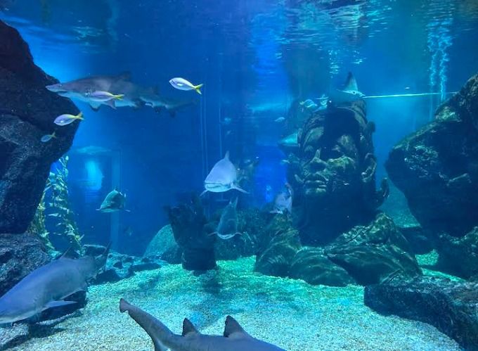 รถล้างสต๊อกจำนวนจำกัด บัตรเข้าชม Sea Life Bangkok สยามพารากอน รูปที่ 9