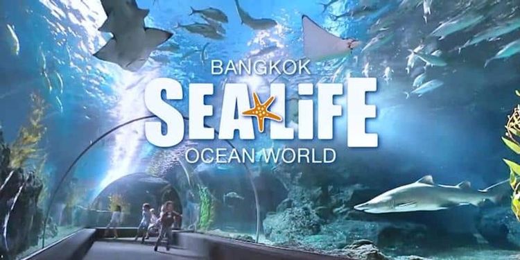 รถล้างสต๊อกจำนวนจำกัด บัตรเข้าชม Sea Life Bangkok สยามพารากอน รูปที่ 10