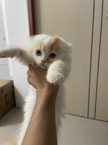  ลูกแมว 3 เดือน