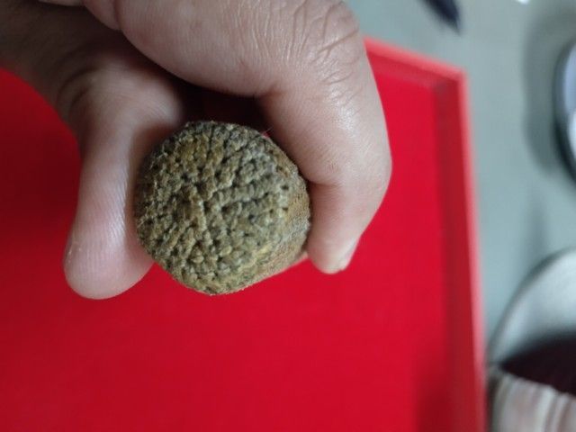 มีดหมอหลวงเดิม ทั้งเชือกโบราณ พอ.ศ.2470 ขนาด9.2นิ้ว รูปที่ 12