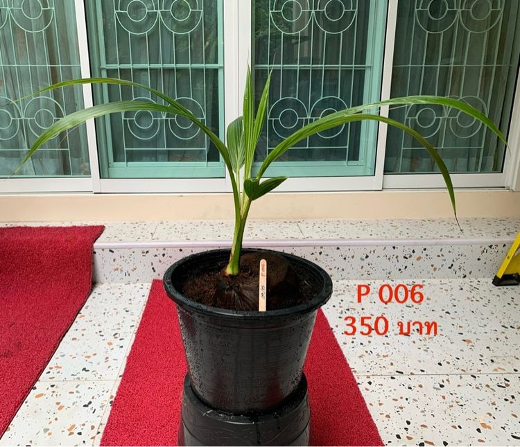 มะพร้าว บอนไซ รูปที่ 6