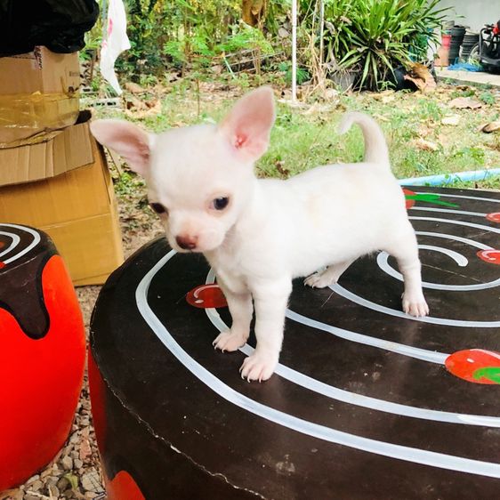 📍ลูกชิวาว่าเพศผู้ขนสั้นอายุ2เดือนน่ารักๆอยู่ปราณบุรีจังหวัดประจวบ🩷