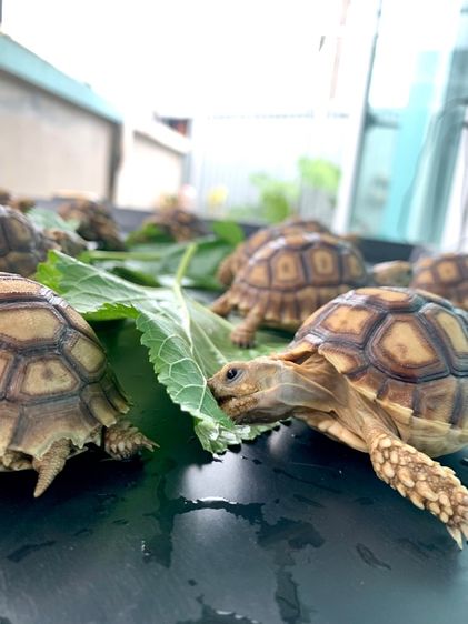 เต่าซูคาต้า 3 นิ้ว มีหลายตัว แข็งแรง กินเก่ง รูปที่ 4