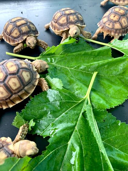 เต่าซูคาต้า 3 นิ้ว มีหลายตัว แข็งแรง กินเก่ง รูปที่ 3