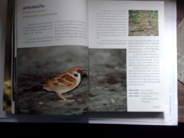 ชุดหนังสือ นกและผีเสื้อ รูปที่ 6