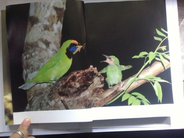 ชุดหนังสือ นกและผีเสื้อ รูปที่ 2