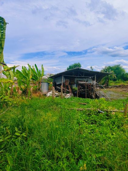 ขายที่ดิน คลอง 12 ปทุมธานี 1 ไร่ อยู่ใกล้ อบต.นพรัตน์ ติดถนน สายคลอง  รูปที่ 2