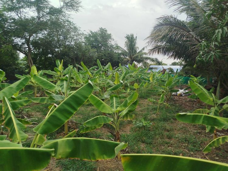 ที่ดินแปลงเล็ก 163 ตรว ถมแล้ว ดอนไก่ดี กระทุ่มแบน