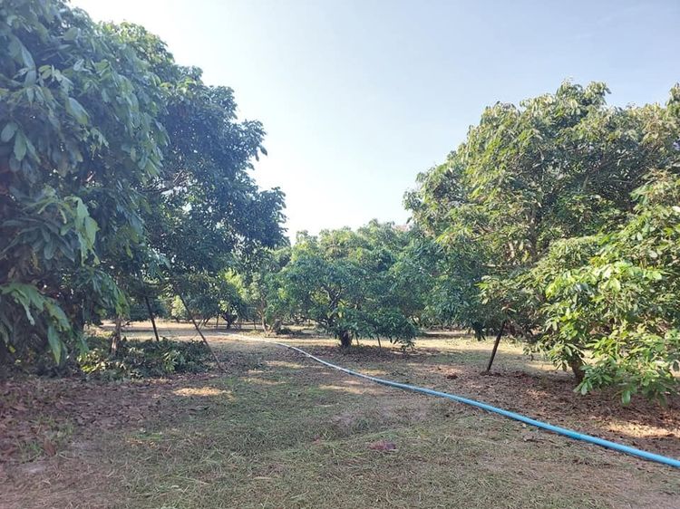 สวนลำไยวัยเกษียณ บรรยากาศดี 2ไร่2งาน16ตร.ว.