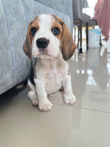 บีเกิ้ล รูปที่ 4