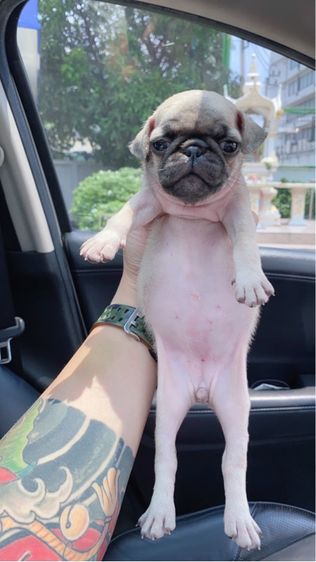 ปั๊กขาว