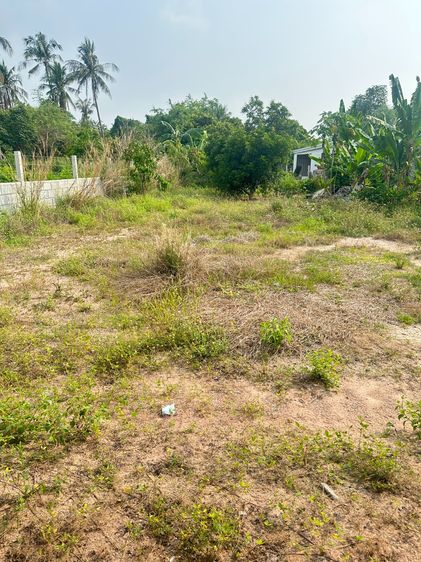 บ้านและที่ดินเทศบาลหนองรีจำนวน1งาน24.6ตารางวา รูปที่ 3