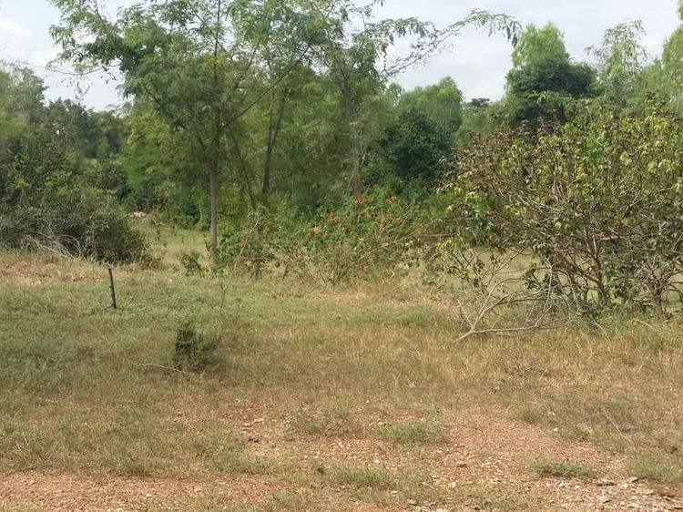 ขายที่ดินสวย 3.5 ไร่ ติดถนนหลัก(สี่เลน) ใกล้อุทยานนกน้ำบึงบอระเพ็ด รูปที่ 4