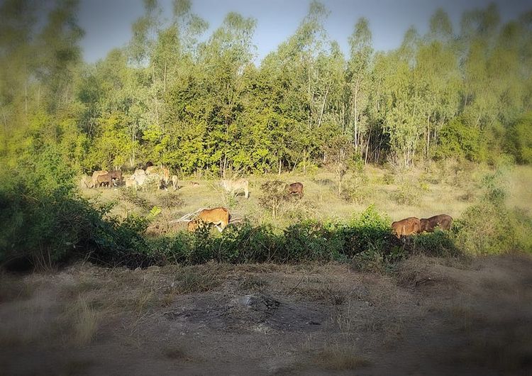 ขายที่ดินสวย 3.5 ไร่ ติดถนนหลัก(สี่เลน) ใกล้อุทยานนกน้ำบึงบอระเพ็ด รูปที่ 3