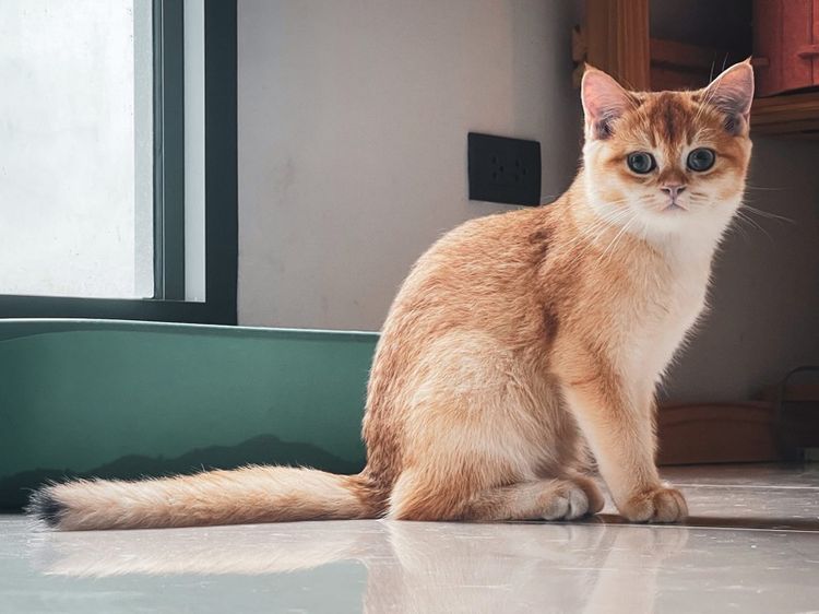 แมวบริติช Girl 1 เกรดเลี้ยงเล่น รูปที่ 4