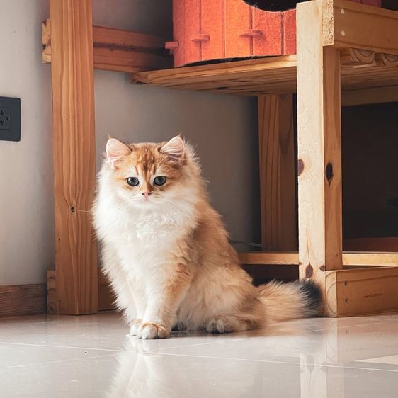 แทวบริติชขนยาว Boy2  รูปที่ 3