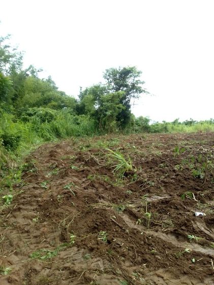 ใช่ ขายที่ดินทำเลดี ติดน้ำไหล2ด้าน จากแม่น้ำ2สาย น่าอยู่เป็นธรรมชาติ รูปที่ 2