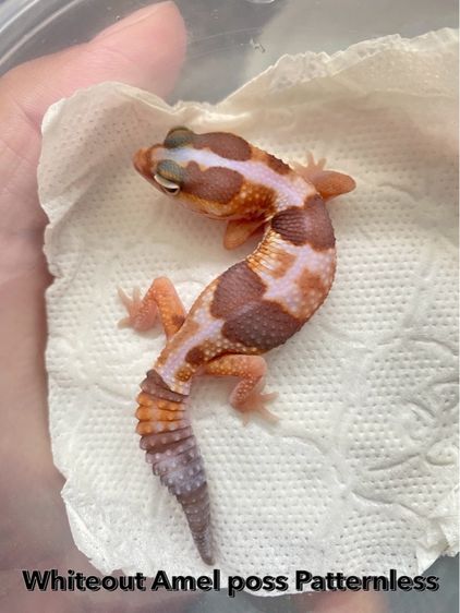 น้องตุ๊กแกหางอ้วน (FATTAIL GECKO) รูปที่ 2